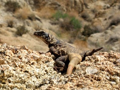 Chuckwalla (Sauromalus ater) along the Fortynine Palms Oasis Trail