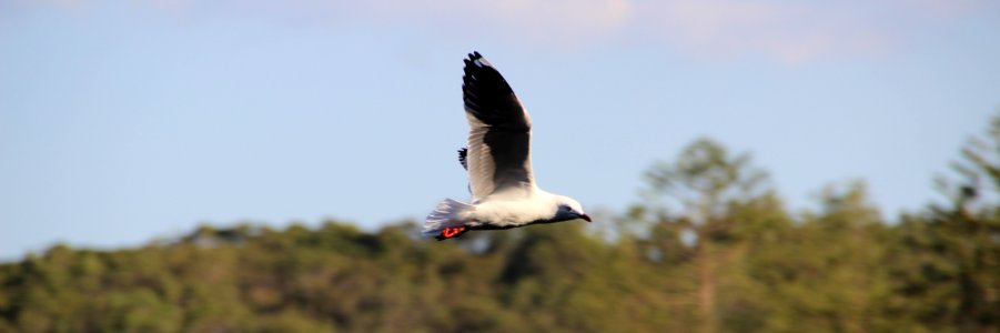 High speed bird thing