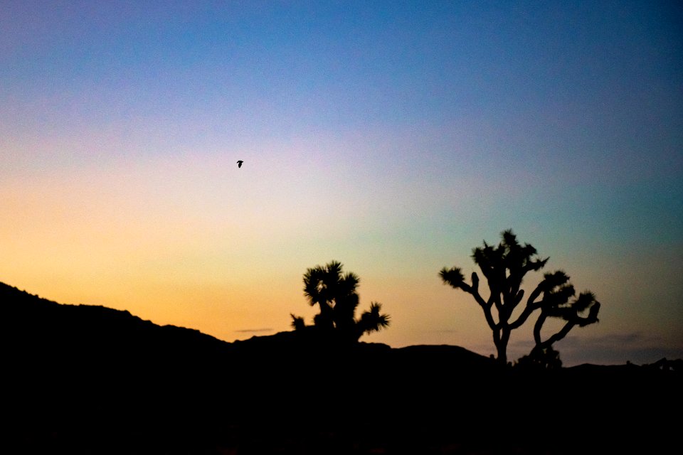 Bats over Queen Valley