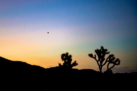 Bats over Queen Valley