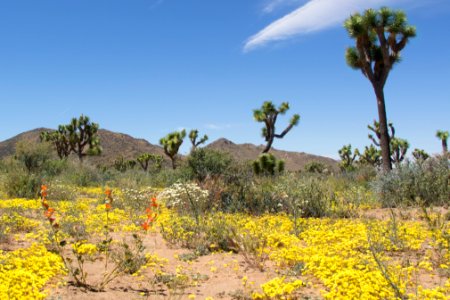 Flowers and Joshua trees near Keys View