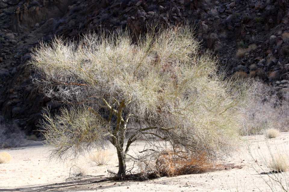 Blue palo verde (Cercidium floridum); Cottonwood Canyon