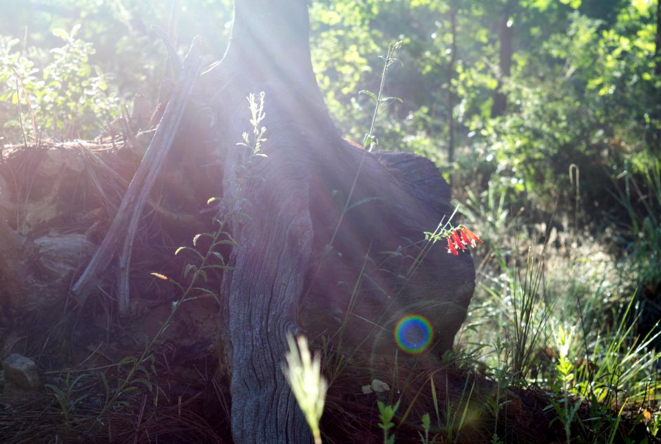 Flower off the trail by a stump