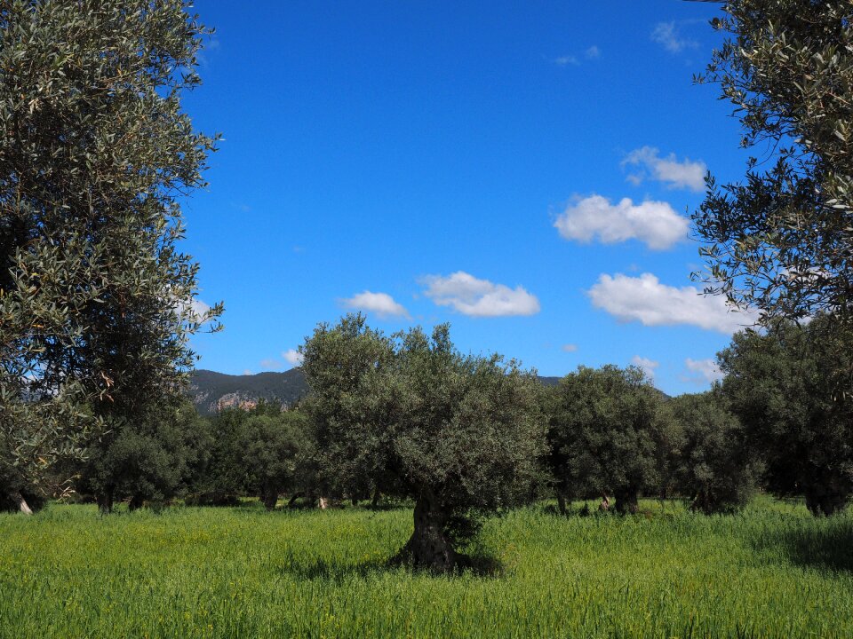 Plantation tree olive garden