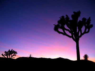 Sunset Joshua tree; Cap Rock
