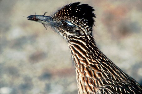 Greater roadrunner (Geococcyx californianus) photo