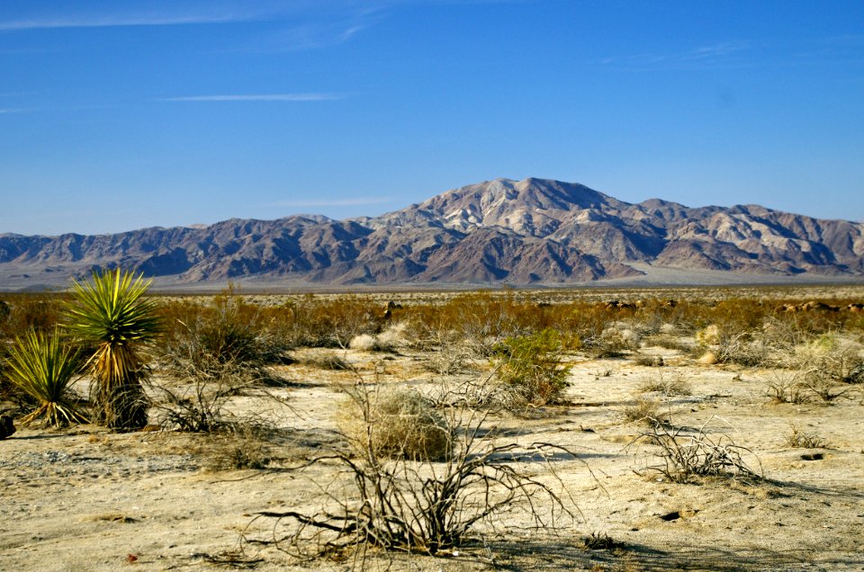 Pinto Basin photo