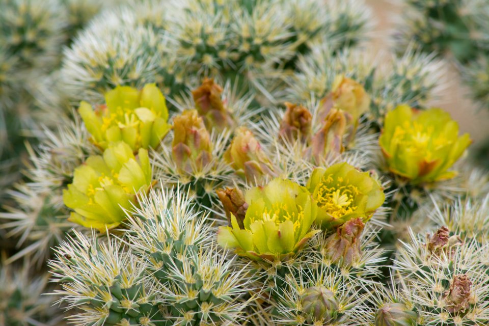Silver Cholla Blooms