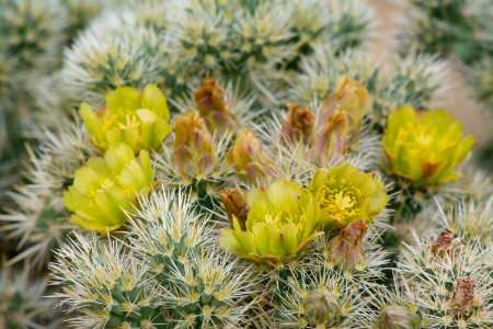 Silver Cholla Blooms
