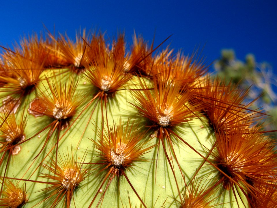 Opuntia chlorotica at South Astrodome