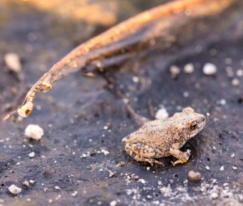 Red-spotted Toad