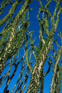 Ocotillo with leaves
