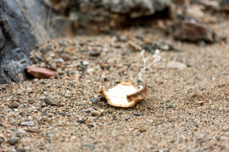 Partial tortoise shell found in Wilson Canyon
