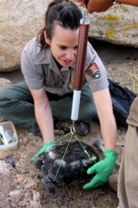 Wildlife Biologist Weighs a Desert Tortoise as Part of a Wildlife Study