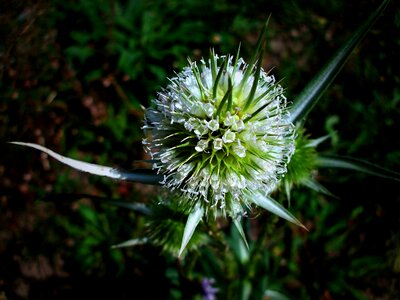 Spring flower white