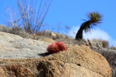 Ferocacuctus cylindraceus, Cottonwood Canyon