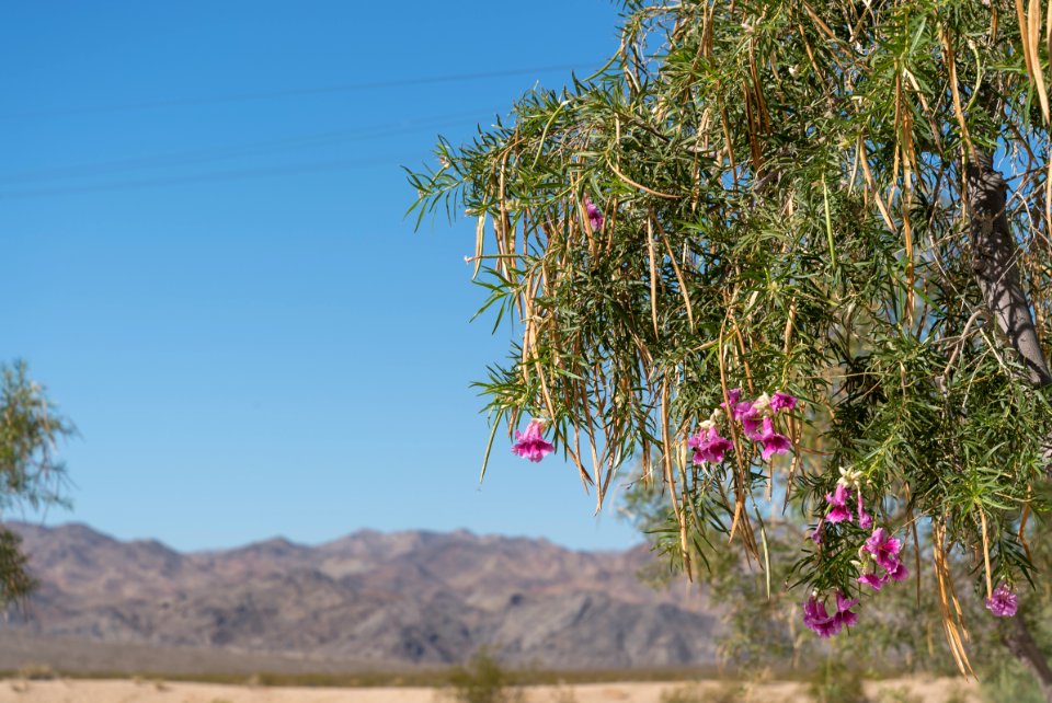 Mojave National Preserve