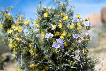 Phacelia and Blackbush