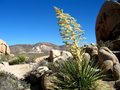 Nolina parryi, Hidden Valley photo