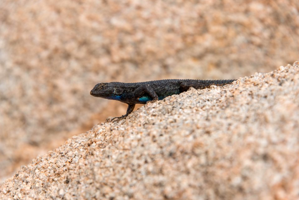 Lizard