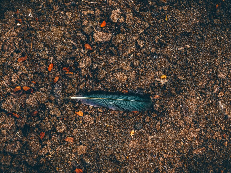 Design symbol nature