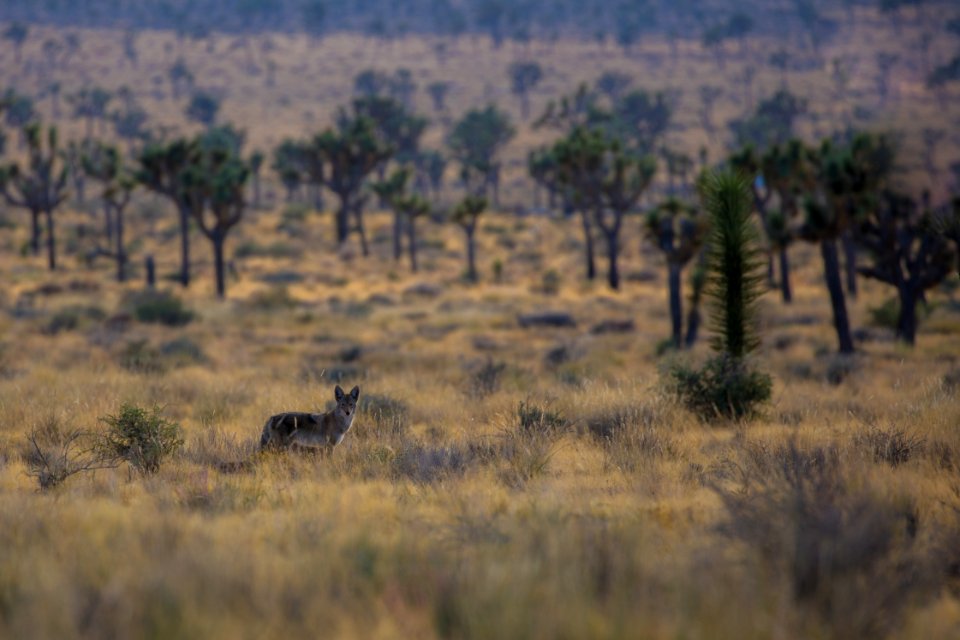 Coyote in the Hall of Horrors Area