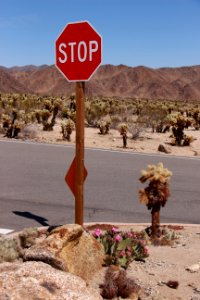 Stop sign at Cholla Cactus Garden photo