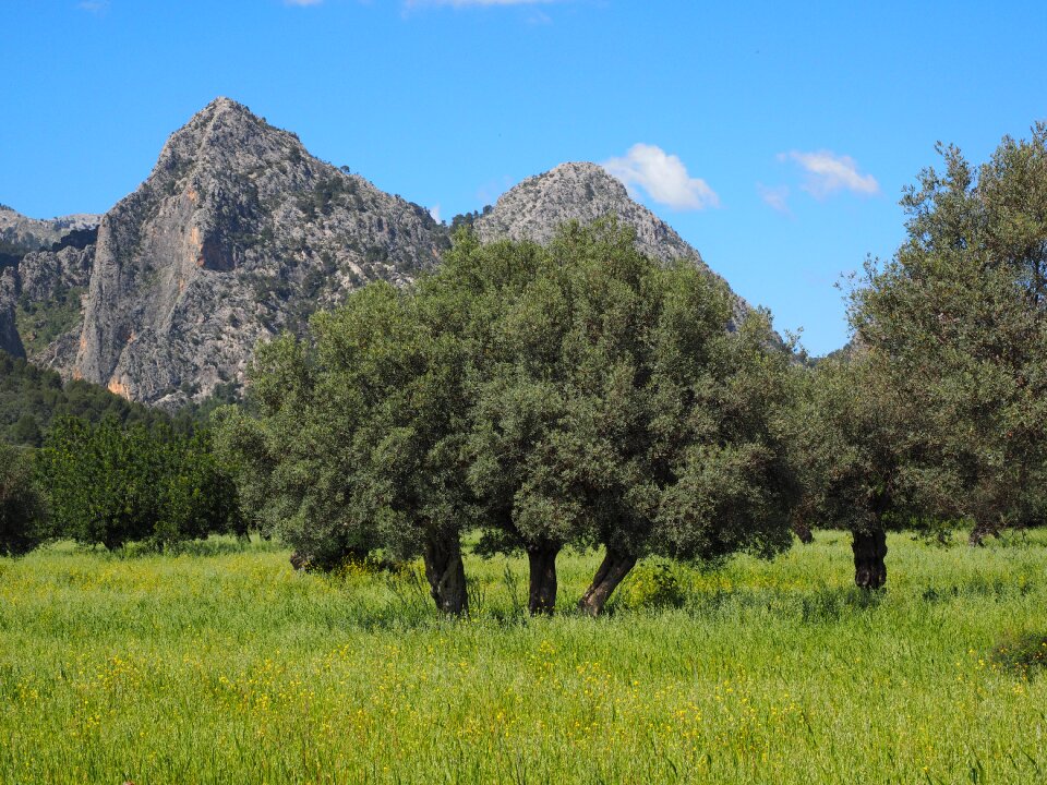 Plantation tree olive garden