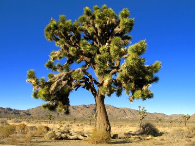 Elmer Tree (Yucca brevifolia); Desert Queen Valley photo