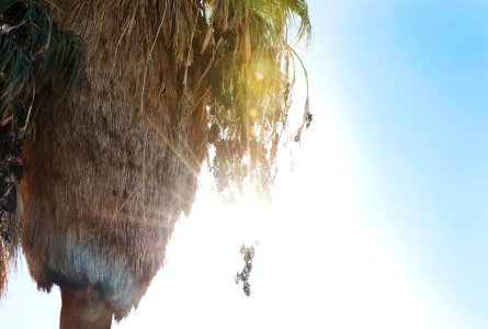 Golden hour at the Oasis of Mara photo