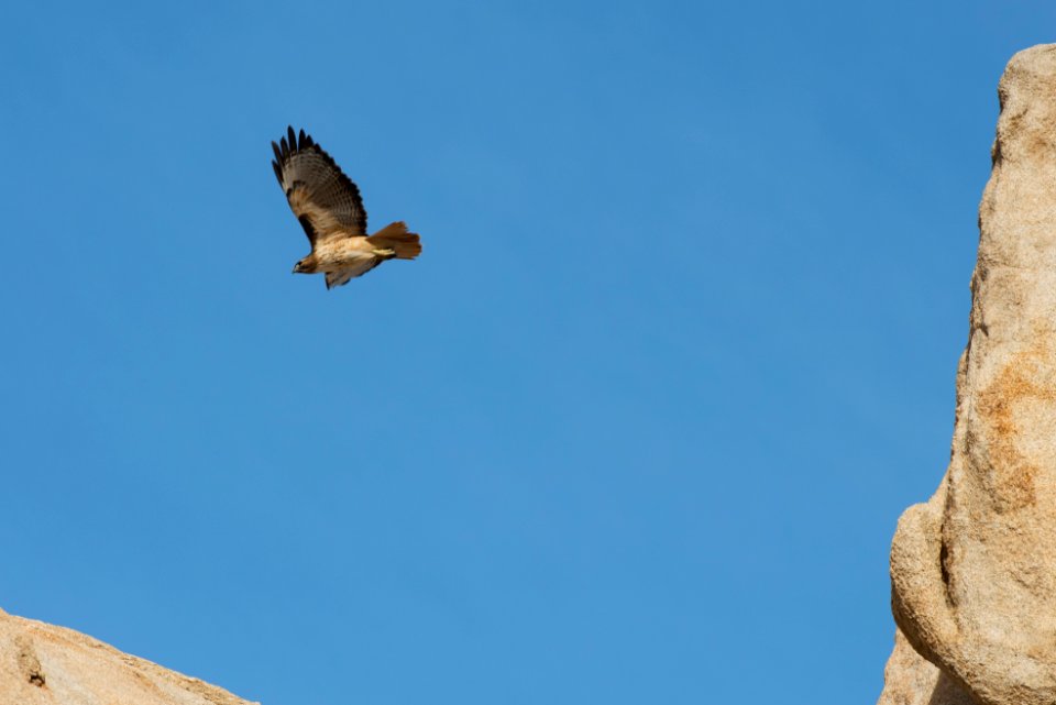 Red-tailed Hawk