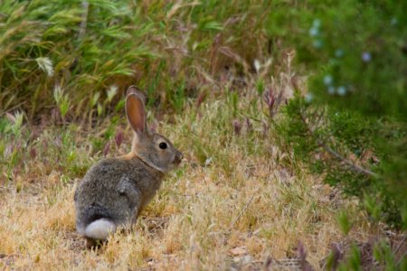 Cottontail Rabbit at Black Rock