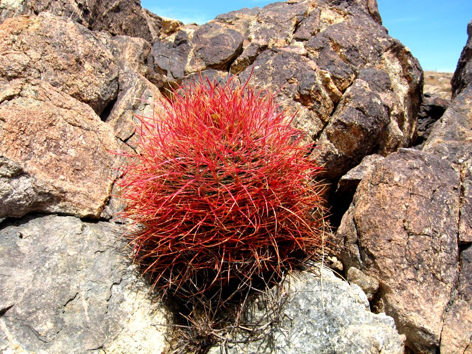Ferocactus cylindraceus, 49 Palms Trail