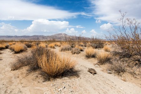 Desert tortoise walking in the Pinto Basin photo