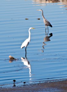 Great Egret and Great Blue Heron at Barker Dam