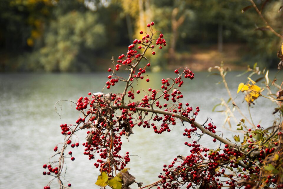 Nature shrubs autumn