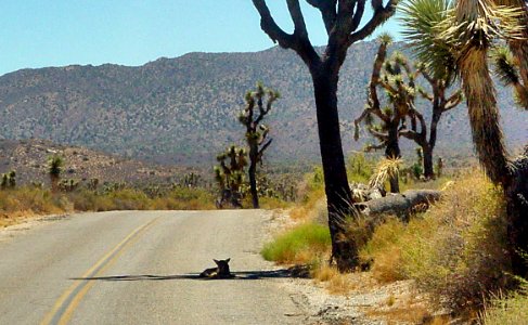 Coyote Takes Advantage of a Patch of Shade