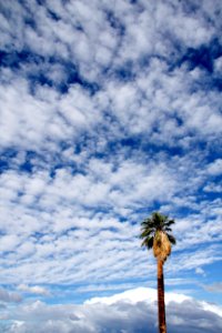 California fan palm (Washintonia filifera); Oasis of Mara