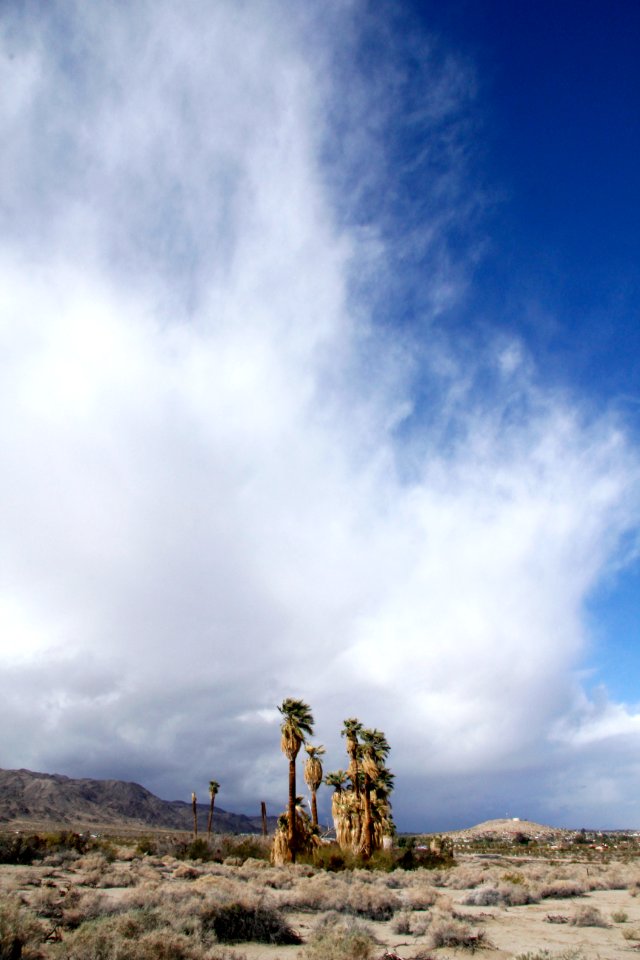 California fan palm (Washingtonia filifera); Oasis of Mara