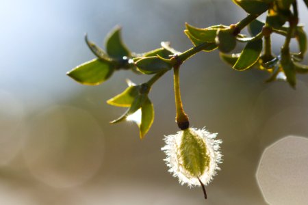 Creosote (Larrea tridentata) seed photo