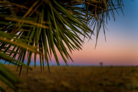 Sunset and Joshua tree spikes over Queen Valley photo