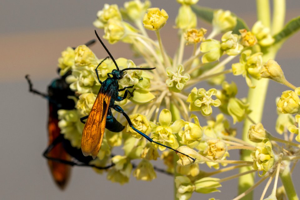Tarantula hawk (Pepsis sp.)
