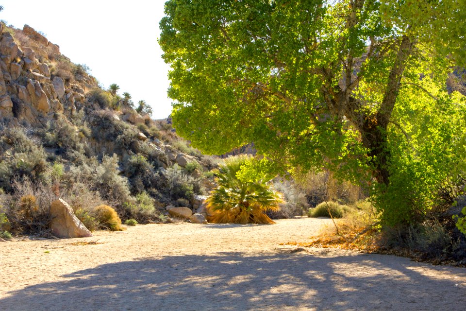 Wash below Cottonwood Spring