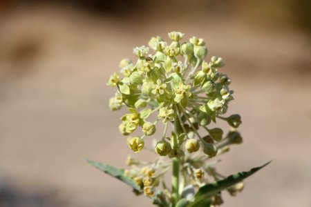 Desert milkweed. Asclepias erosa photo