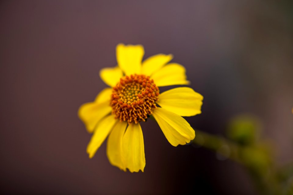 Brittlebrush (Encelia farinosa)