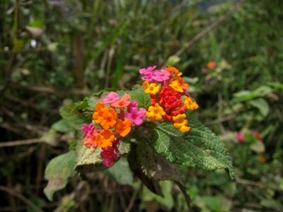 Multi-Colored Flowers