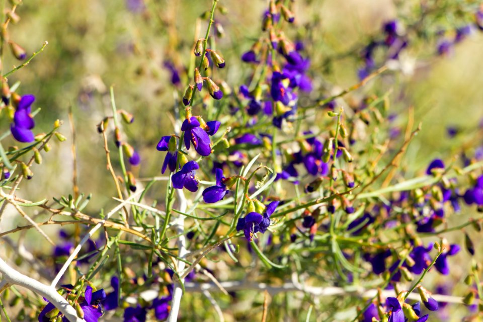 California indigo bush (Psorothamnus arborescens var. simplicifolius)