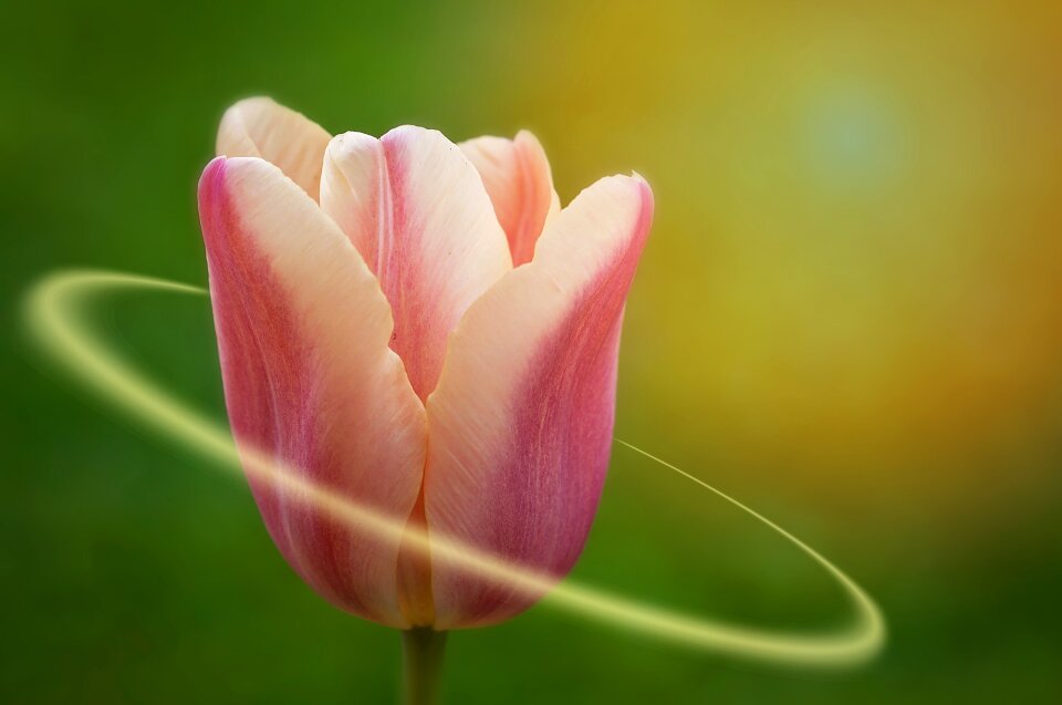 Pastel spring flower light