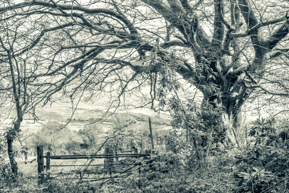 Pant-du woodland, B/white, Split toned. UK, 2021.