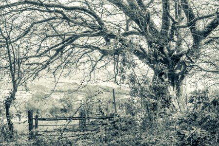 Pant-du woodland, B/white, Split toned. UK, 2021.
